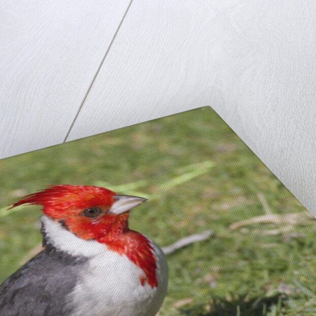Red-crested cardinal by Anonymous