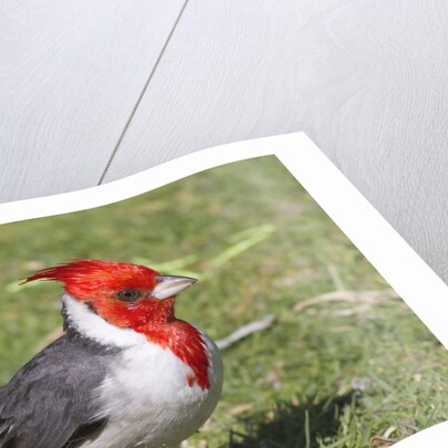 Red-crested cardinal by Anonymous