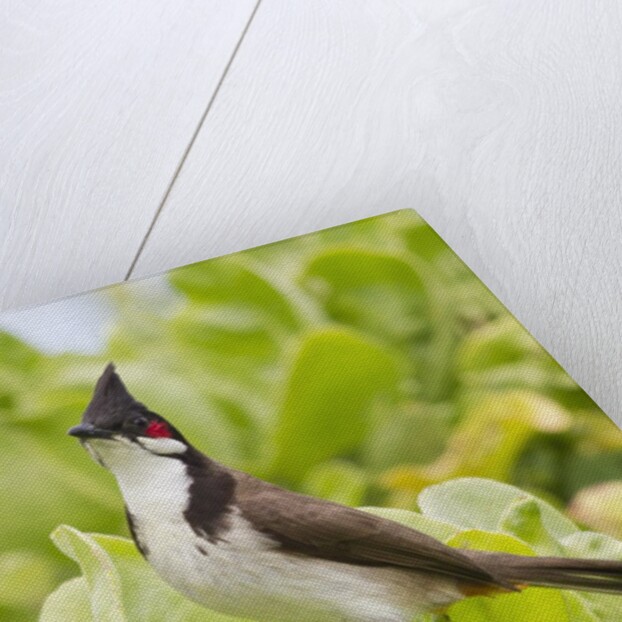 Red-Whiskered Bulbul by Anonymous