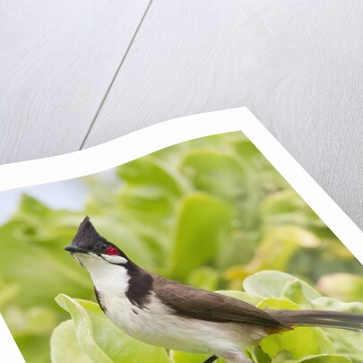 Red-Whiskered Bulbul by Anonymous
