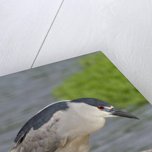 Black-crowned night heron by Anonymous
