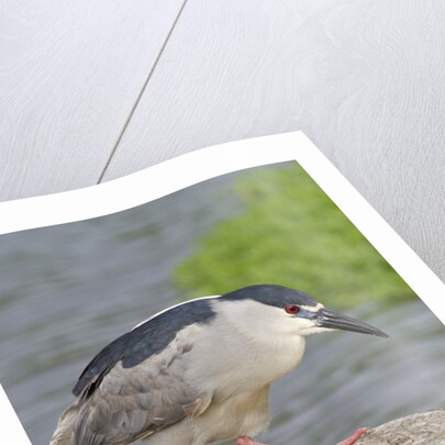 Black-crowned night heron by Anonymous