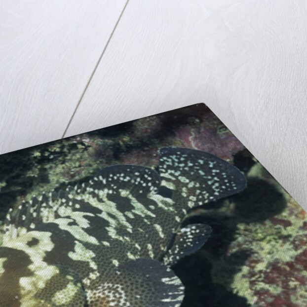 Camouflage Grouper by Anonymous