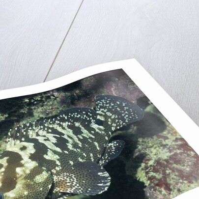 Camouflage Grouper by Anonymous