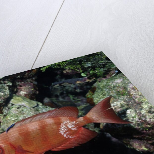 Crescent-Tail Bigeye being cleaned by Cleaner Wrasse by Anonymous