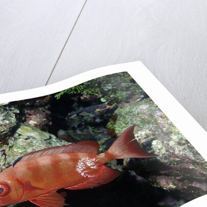 Crescent-Tail Bigeye being cleaned by Cleaner Wrasse by Anonymous