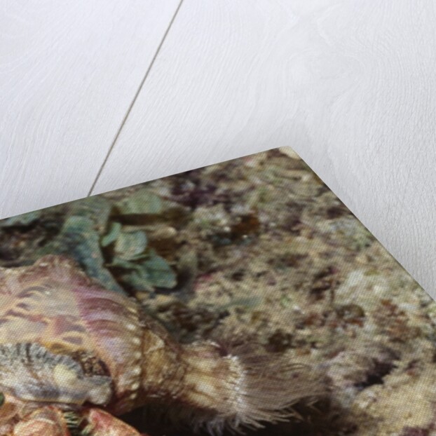 Anemone Hermit Crab by Anonymous