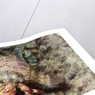 Anemone Hermit Crab by Anonymous