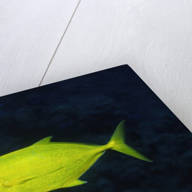 Orange-Spotted Trevally by Anonymous