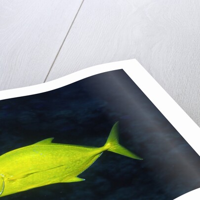 Orange-Spotted Trevally by Anonymous