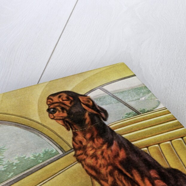 Pampered Irish Setter Sitting in a Car by Anonymous