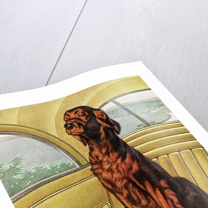Pampered Irish Setter Sitting in a Car by Anonymous