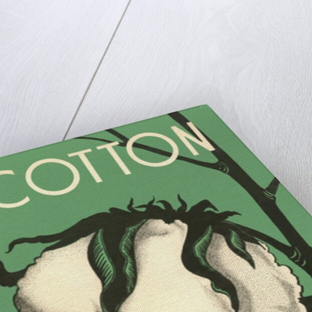 Cotton Boll by Anonymous