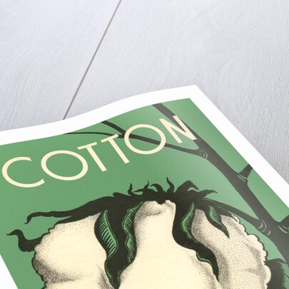 Cotton Boll by Anonymous
