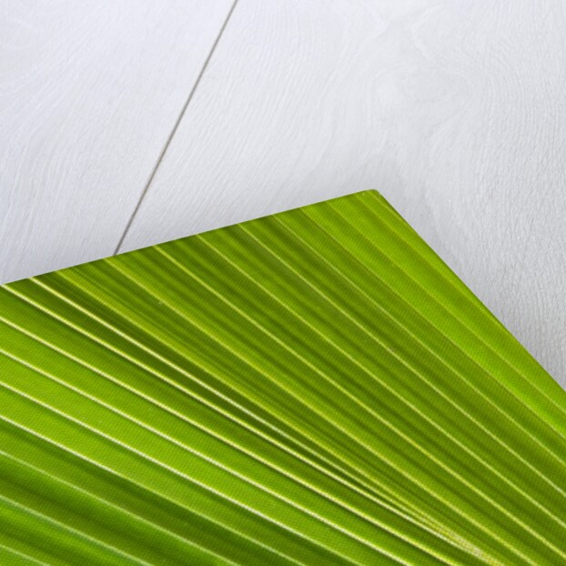 Fresh Green Fan Palm by Anonymous