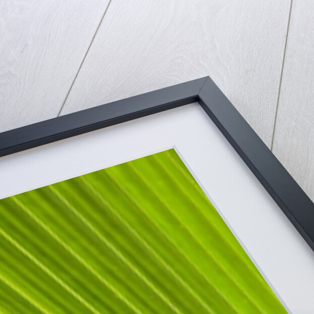 Fresh Green Fan Palm by Anonymous