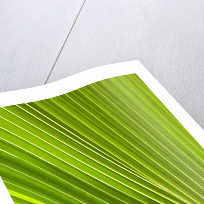 Fresh Green Fan Palm by Anonymous