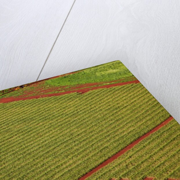 Coffee field on the island of Kauai by Anonymous