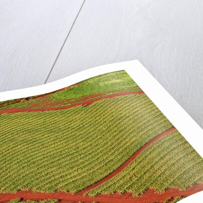 Coffee field on the island of Kauai by Anonymous