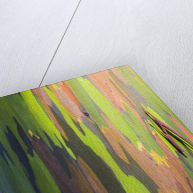 Close-up of Rainbow Eucalyptus by Anonymous