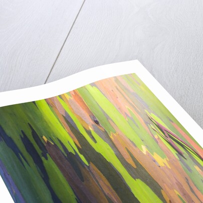Close-up of Rainbow Eucalyptus by Anonymous