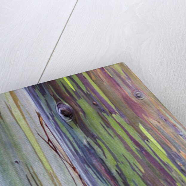 Close-up of Rainbow Eucalyptus by Anonymous