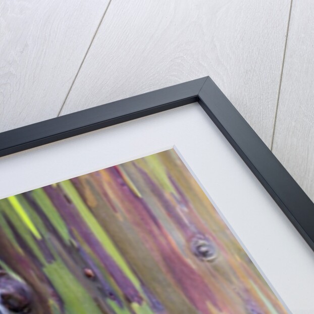 Close-up of Rainbow Eucalyptus by Anonymous