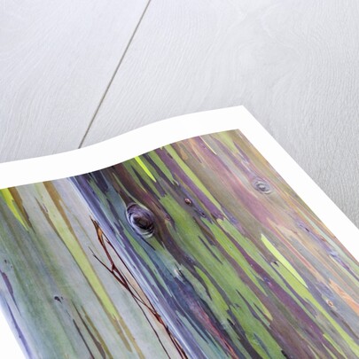 Close-up of Rainbow Eucalyptus by Anonymous