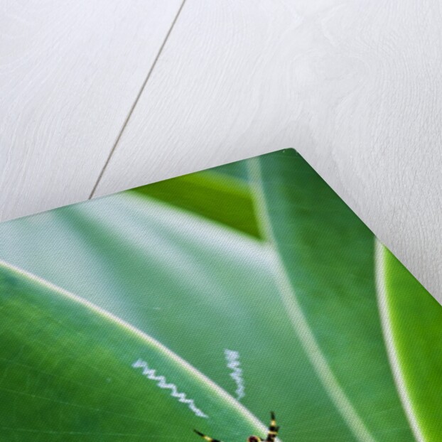 Agave growing with spider web attached by Anonymous