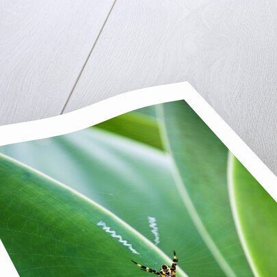 Agave growing with spider web attached by Anonymous
