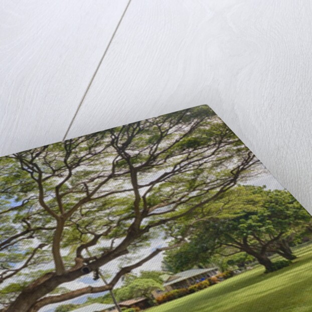 Large old tree and field in Waimea by Anonymous