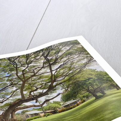 Large old tree and field in Waimea by Anonymous