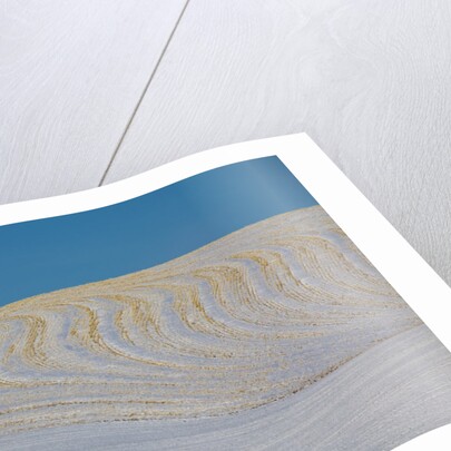 Patterns in snow covered wheat fields by Anonymous