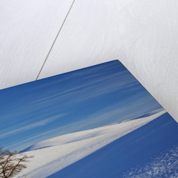 Lone tree in snow covered winter field by Anonymous