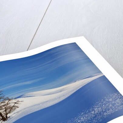 Lone tree in snow covered winter field by Anonymous