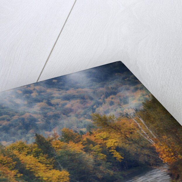 Big leaf maples lining the Skagit River by Anonymous