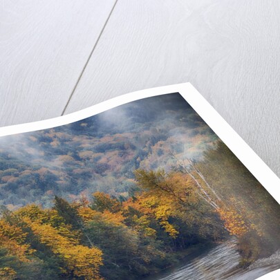 Big leaf maples lining the Skagit River by Anonymous