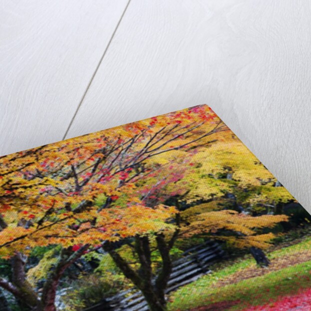Red vine maple in full Autumn glory by Anonymous
