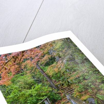 Path through red vine maple in full Autumn glory by Anonymous
