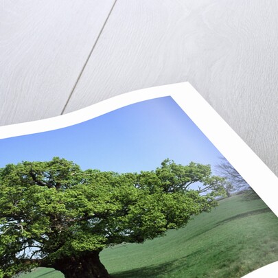 Oak tree in Spring by Anonymous