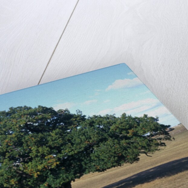 Oak tree in Summer by Anonymous