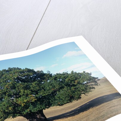 Oak tree in Summer by Anonymous