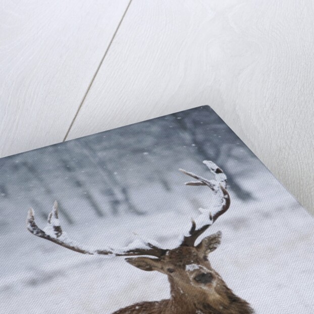 Snowy antlers by Anonymous