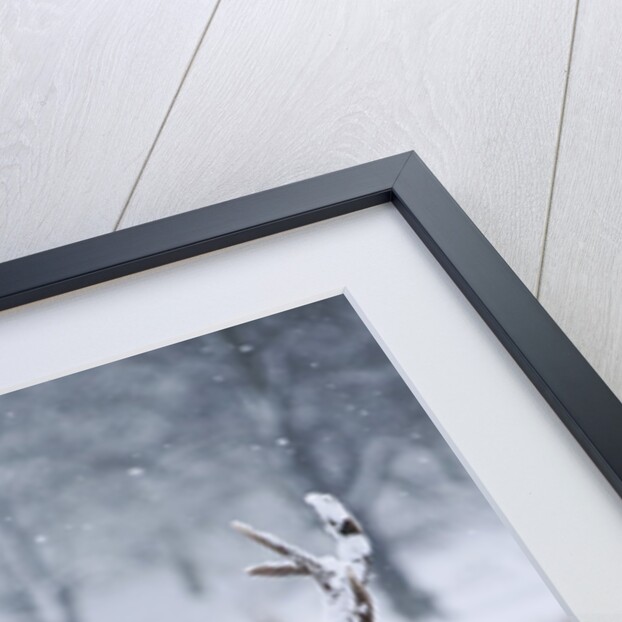 Snowy antlers by Anonymous