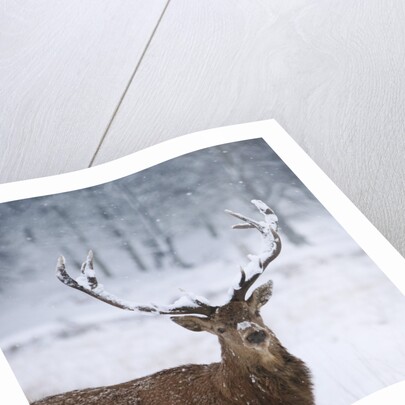 Snowy antlers by Anonymous