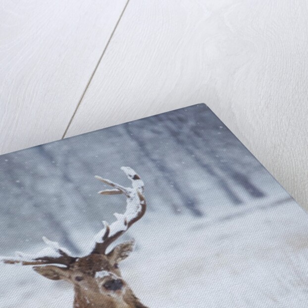 Snowy antlers by Anonymous
