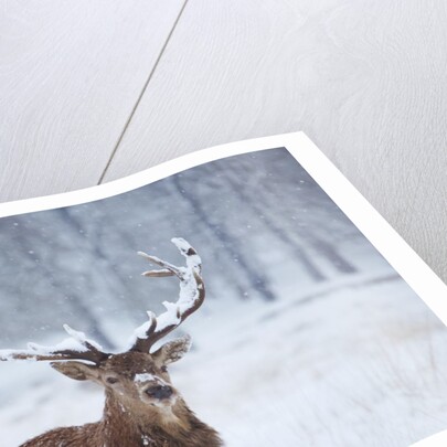 Snowy antlers by Anonymous