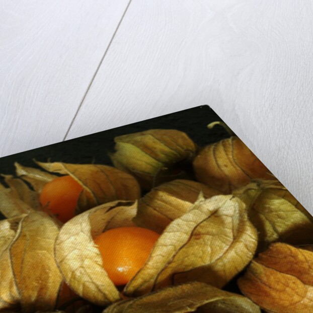 Cape Gooseberry by Anonymous