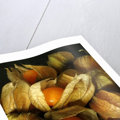Cape Gooseberry by Anonymous
