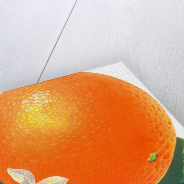 Orange blossoms and fruit by Anonymous